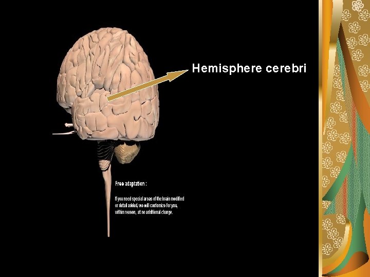 Hemisphere cerebri 