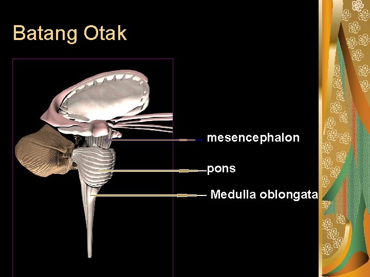 Batang Otak mesencephalon pons Medulla oblongata 