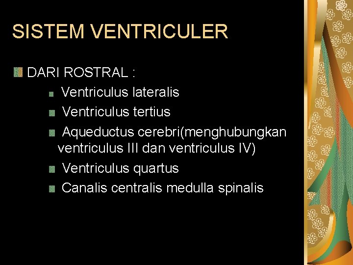 SISTEM VENTRICULER DARI ROSTRAL : Ventriculus lateralis Ventriculus tertius Aqueductus cerebri(menghubungkan ventriculus III dan