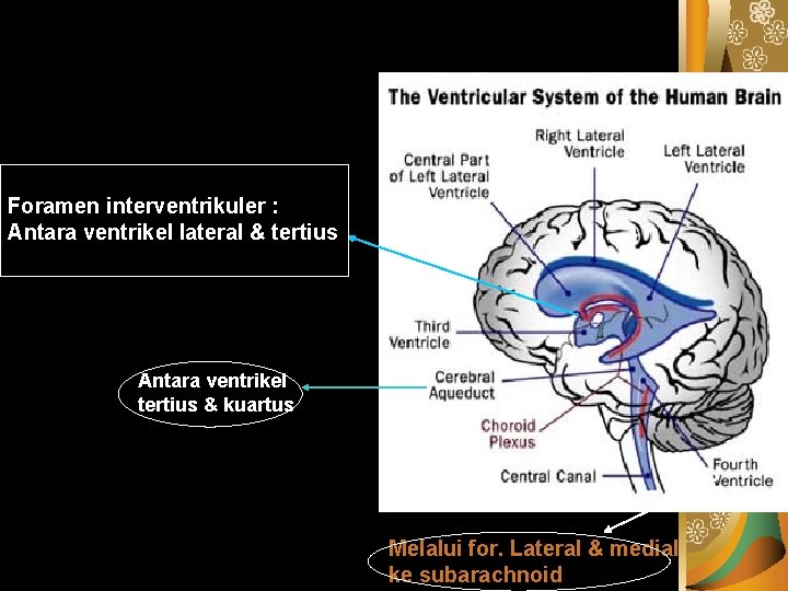 Foramen interventrikuler : Antara ventrikel lateral & tertius Antara ventrikel tertius & kuartus Melalui