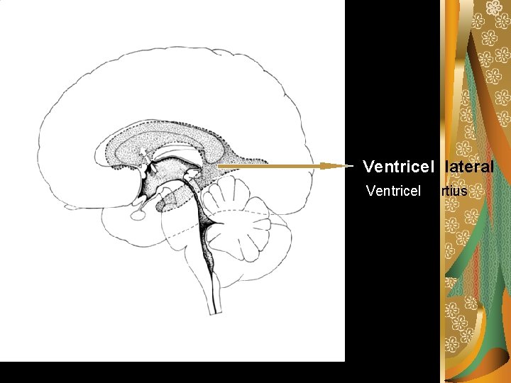 Ventricel lateral Ventricel tertius 