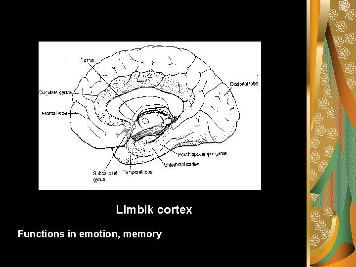 Limbik cortex Functions in emotion, memory 
