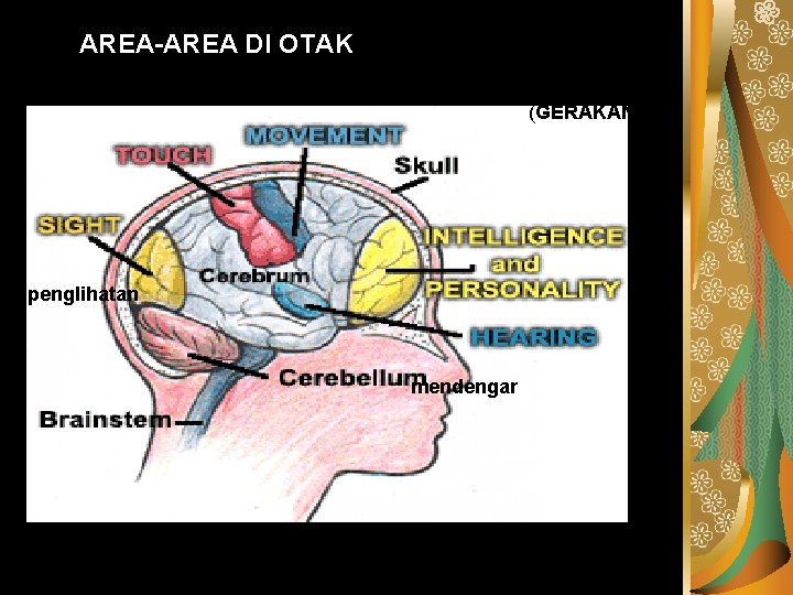 AREA-AREA DI OTAK (GERAKAN) penglihatan mendengar 