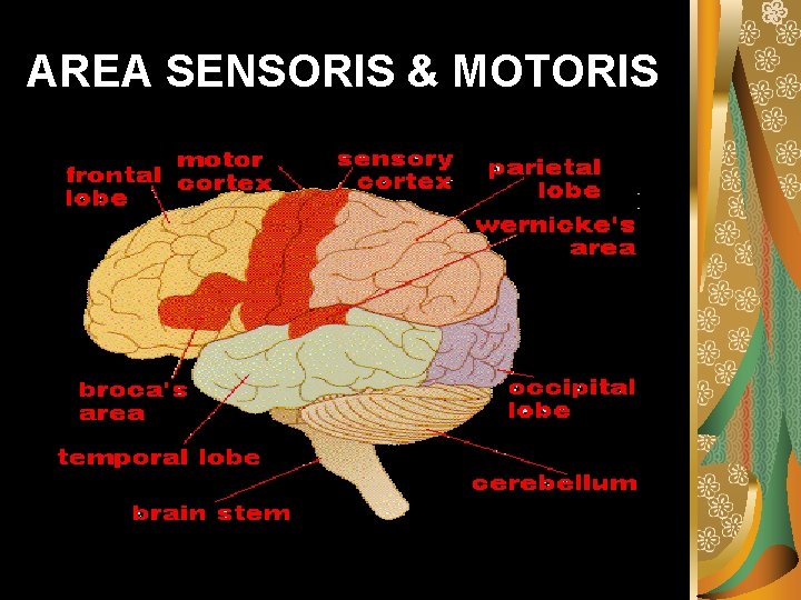 AREA SENSORIS & MOTORIS 