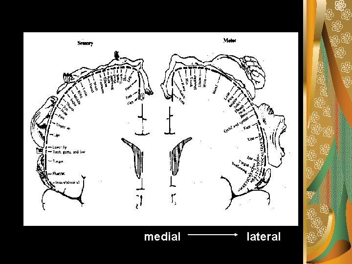 medial lateral 