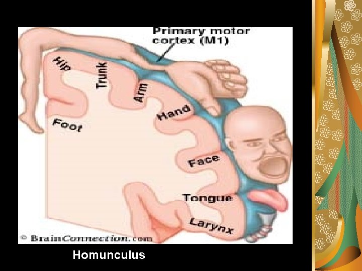 Homunculus 