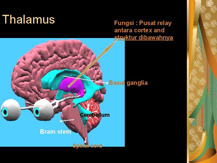 Thalamus Fungsi : Pusat relay antara cortex and struktur dibawahnya Basal ganglia Cerebellum Brain