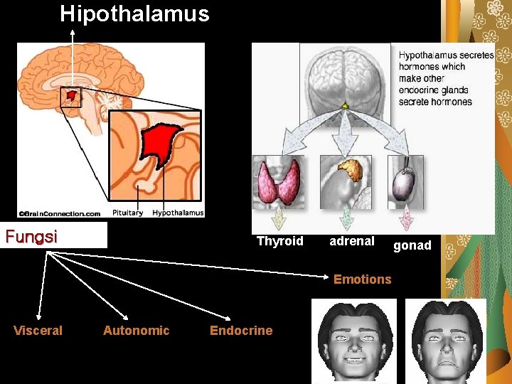 Hipothalamus Fungsi Thyroid adrenal Emotions Visceral Autonomic Endocrine gonad 