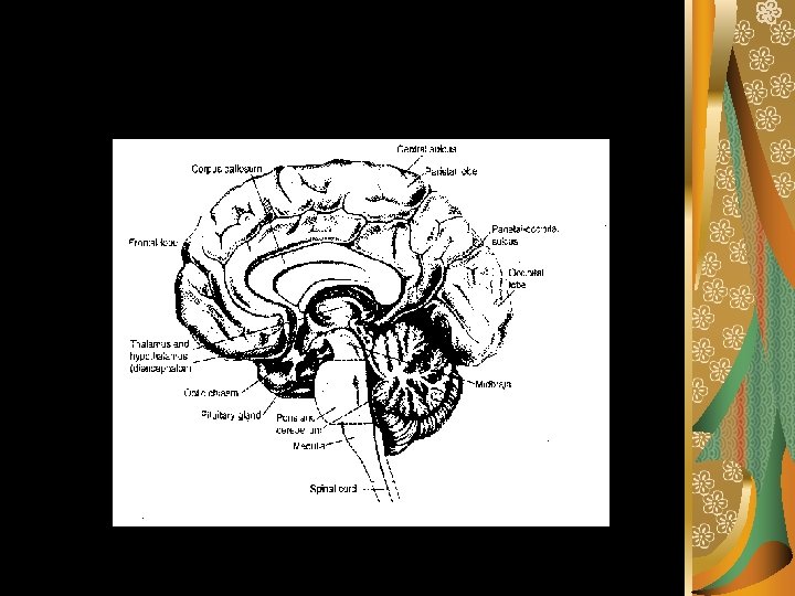 Midbrain 