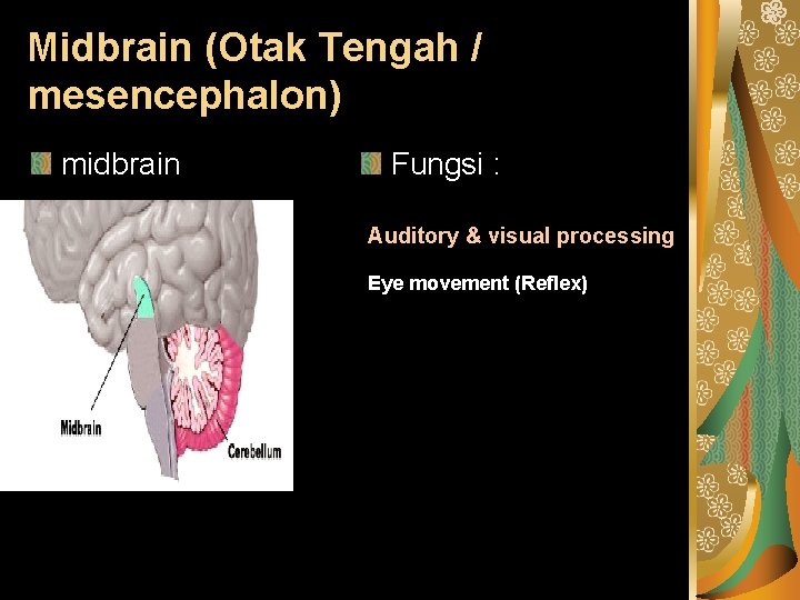 Midbrain (Otak Tengah / mesencephalon) midbrain Fungsi : Auditory & visual processing Eye movement