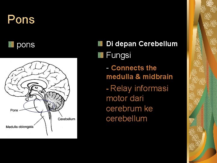 Pons pons Di depan Cerebellum Fungsi - Connects the medulla & midbrain - Relay