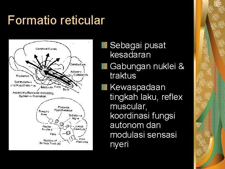 Formatio reticular Sebagai pusat kesadaran Gabungan nuklei & traktus Kewaspadaan tingkah laku, reflex muscular,