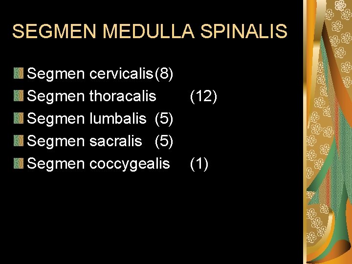 SEGMEN MEDULLA SPINALIS Segmen cervicalis(8) Segmen thoracalis Segmen lumbalis (5) Segmen sacralis (5) Segmen