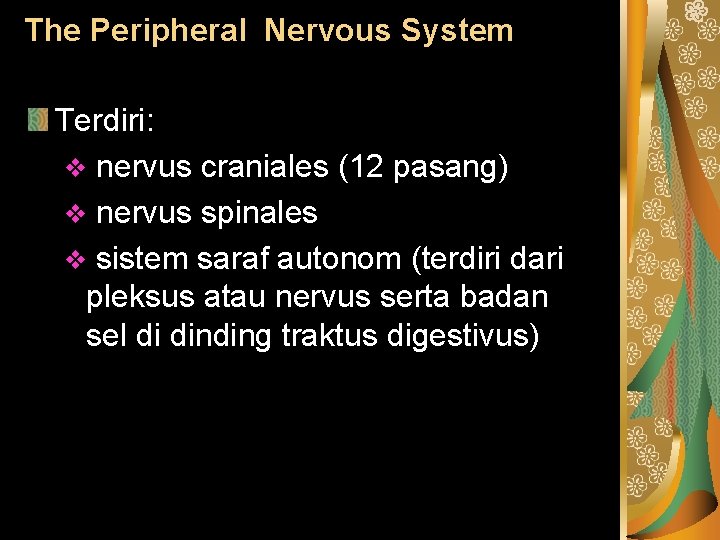 The Peripheral Nervous System Terdiri: v nervus craniales (12 pasang) v nervus spinales v