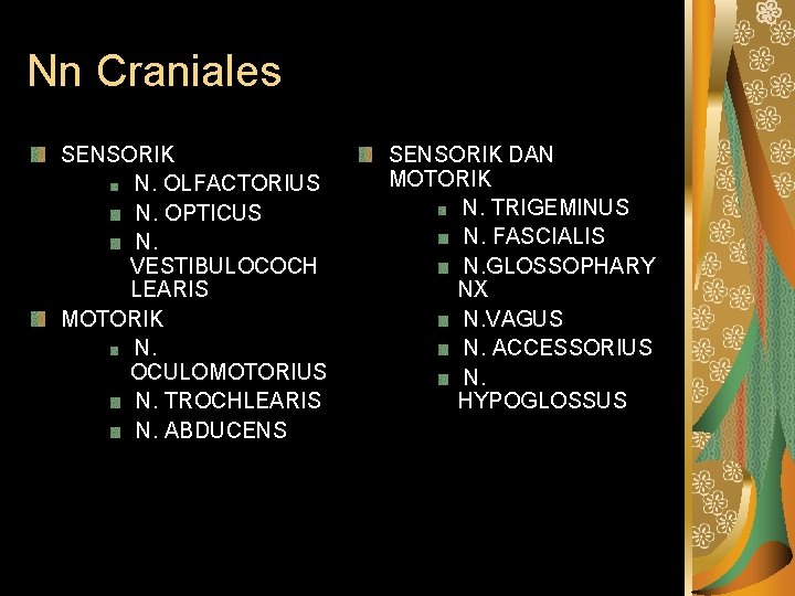 Nn Craniales SENSORIK N. OLFACTORIUS N. OPTICUS N. VESTIBULOCOCH LEARIS MOTORIK N. OCULOMOTORIUS N.