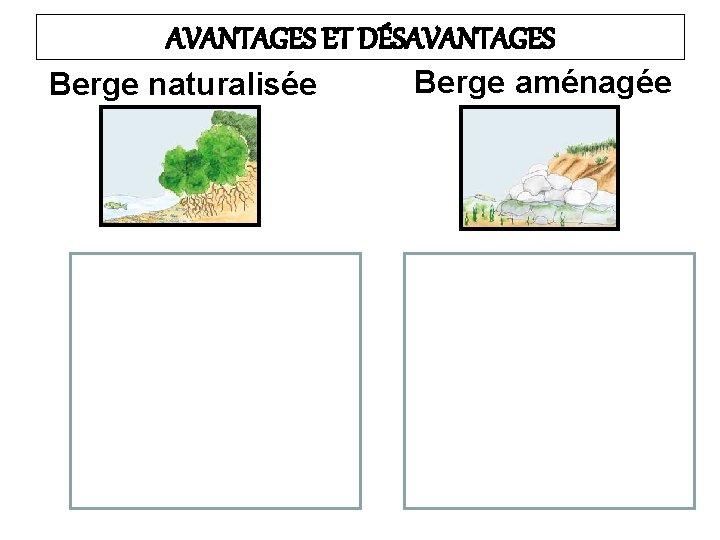 AVANTAGES ET DÉSAVANTAGES Berge naturalisée Berge aménagée 