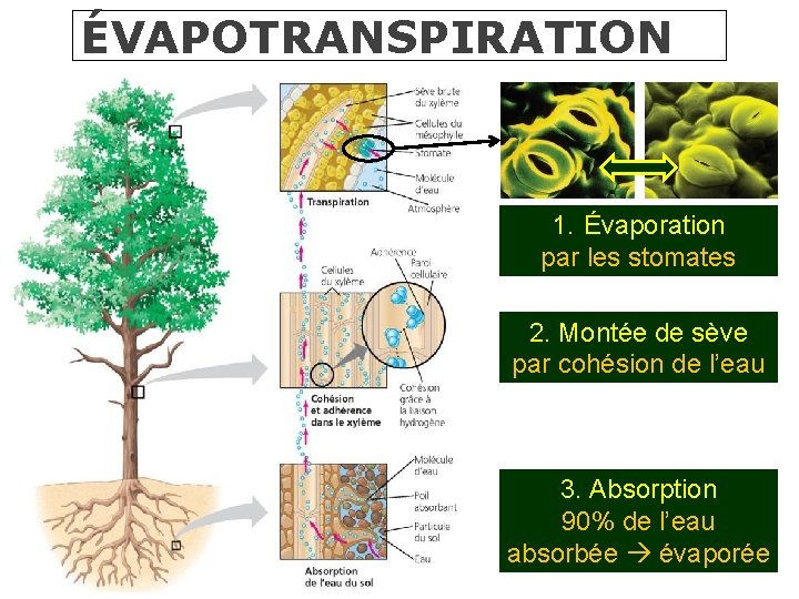 ÉVAPOTRANSPIRATION 1. Évaporation par les stomates 2. Montée de sève par cohésion de l’eau