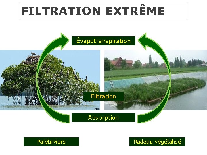 FILTRATION EXTRÊME Évapotranspiration Filtration Absorption Palétuviers Radeau végétalisé 