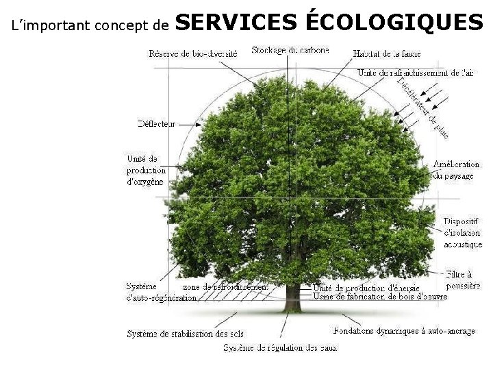 L’important concept de SERVICES ÉCOLOGIQUES 