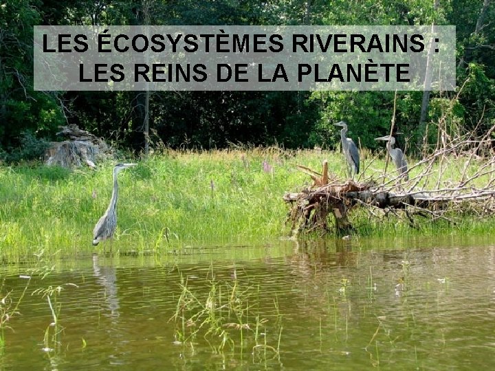 LES ÉCOSYSTÈMES RIVERAINS : LES REINS DE LA PLANÈTE 