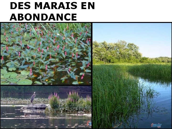DES MARAIS EN ABONDANCE 
