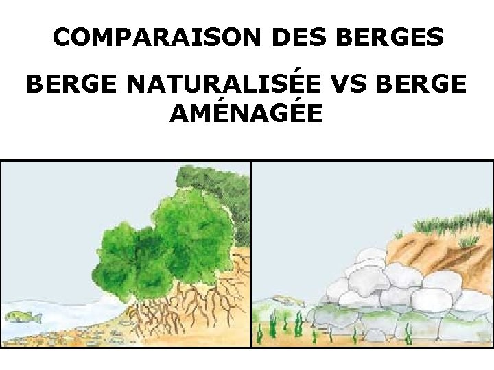 COMPARAISON DES BERGE NATURALISÉE VS BERGE AMÉNAGÉE 