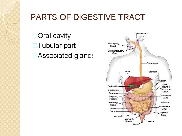 PARTS OF DIGESTIVE TRACT �Oral cavity �Tubular part �Associated glands 
