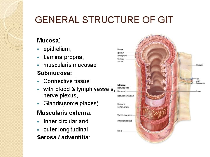 GENERAL STRUCTURE OF GIT Mucosa: § epithelium, § Lamina propria, § muscularis mucosae Submucosa: