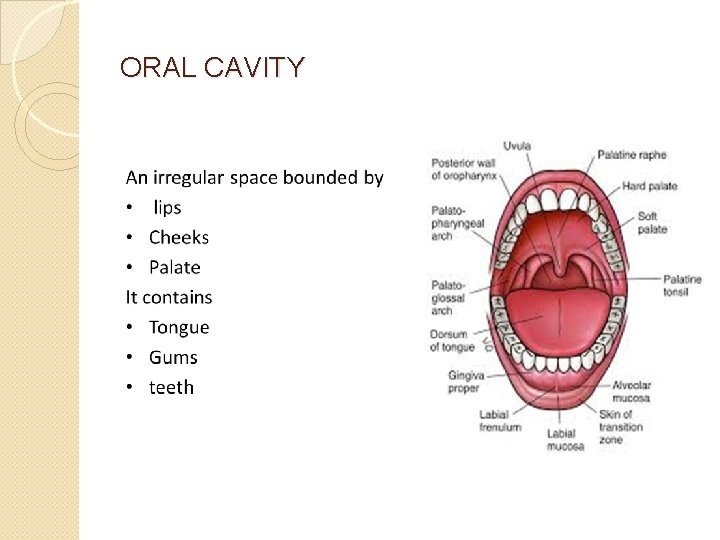 ORAL CAVITY 