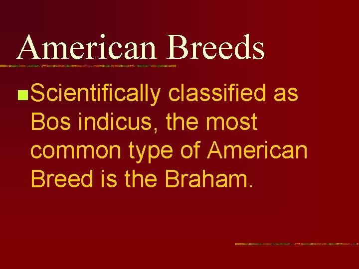 American Breeds n Scientifically classified as Bos indicus, the most common type of American