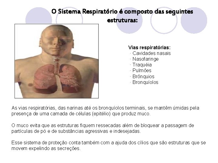 O Sistema Respiratório é composto das seguintes estruturas: Vias respiratórias: · Cavidades nasais ·