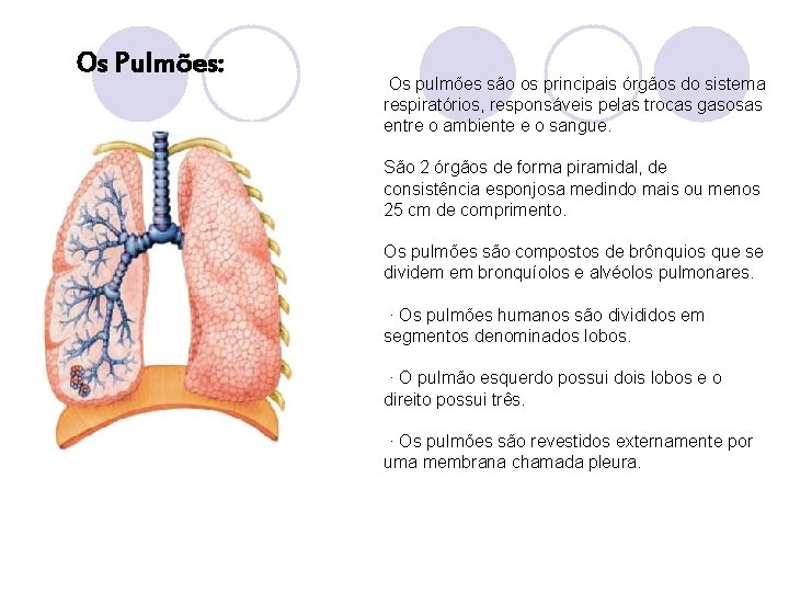 Os Pulmões: Os pulmões são os principais órgãos do sistema respiratórios, responsáveis pelas trocas