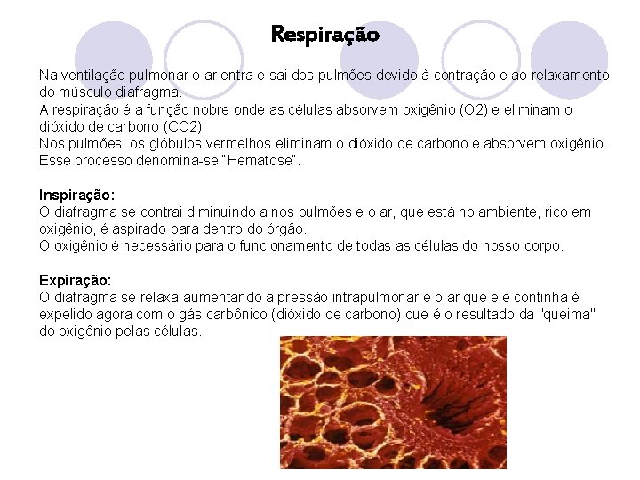 Respiração Na ventilação pulmonar o ar entra e sai dos pulmões devido à contração