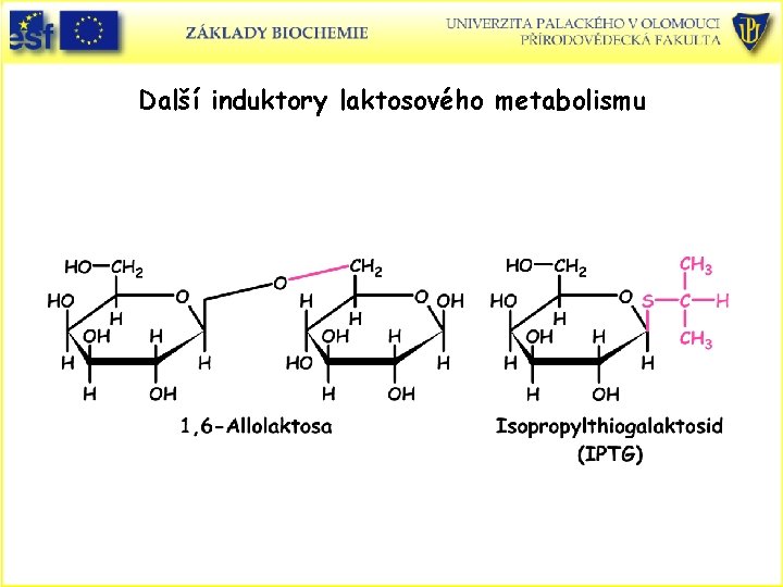 Další induktory laktosového metabolismu 
