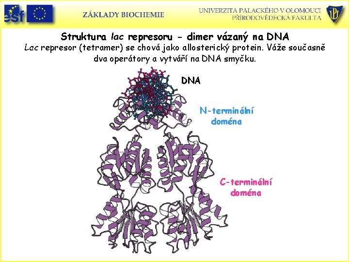 Struktura lac represoru - dimer vázaný na DNA Lac represor (tetramer) se chová jako