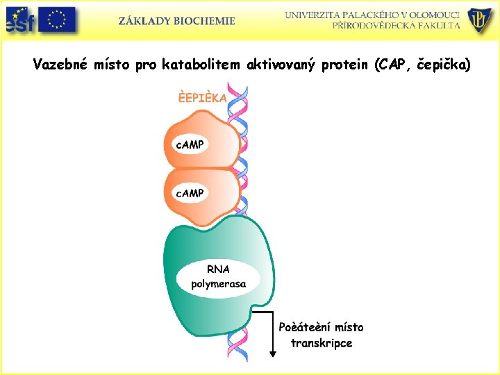 Vazebné místo pro katabolitem aktivovaný protein (CAP, čepička) 