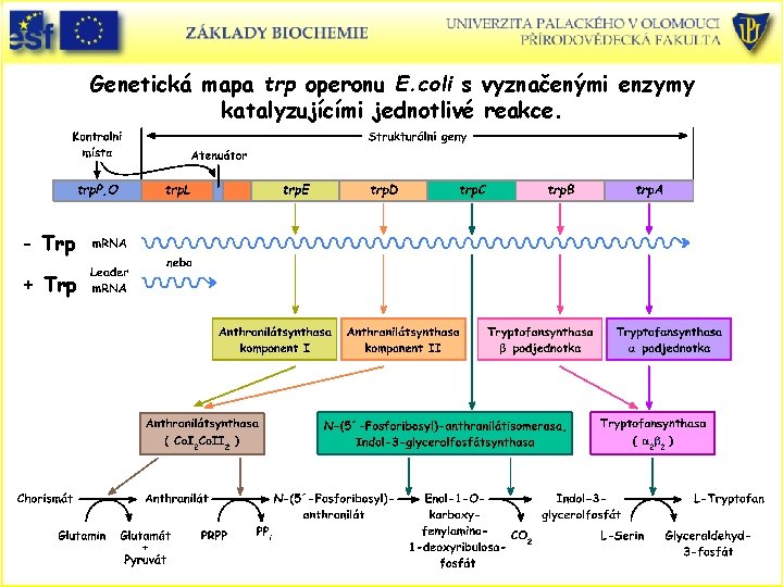 Genetická mapa trp operonu E. coli s vyznačenými enzymy katalyzujícími jednotlivé reakce. - Trp