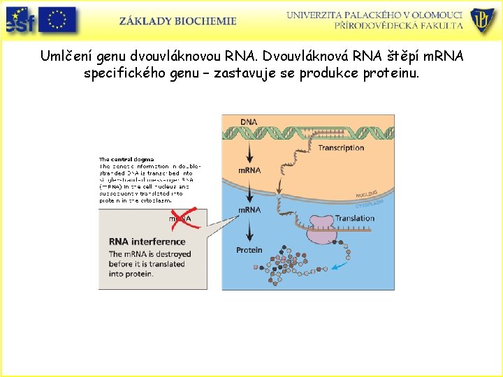 Umlčení genu dvouvláknovou RNA. Dvouvláknová RNA štěpí m. RNA specifického genu – zastavuje se