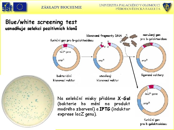 Blue/white screening test usnadňuje selekci pozitivních klonů Na selekční misky přidáme X-Gal (bakterie ho