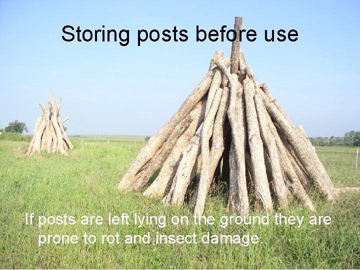 Storing posts before use If posts are left lying on the ground they are