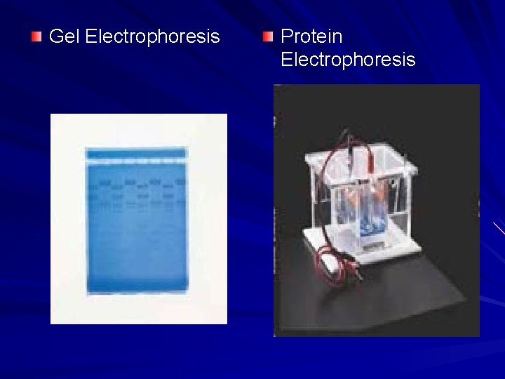 Gel Electrophoresis Protein Electrophoresis 