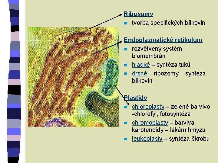 Ribosomy n tvorba specifických bílkovin Endoplazmatické retikulum n rozvětvený systém biomembrán n hladké –