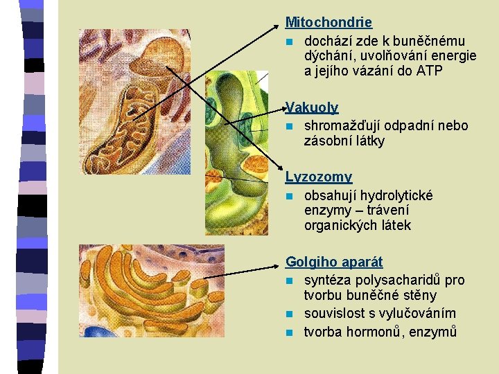 Mitochondrie n dochází zde k buněčnému dýchání, uvolňování energie a jejího vázání do ATP