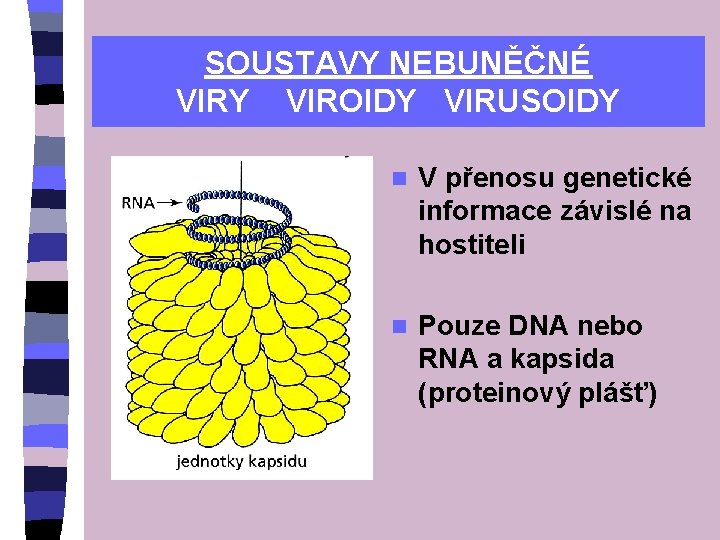 SOUSTAVY NEBUNĚČNÉ VIRY VIROIDY VIRUSOIDY n V přenosu genetické informace závislé na hostiteli n