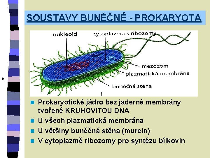 SOUSTAVY BUNĚČNÉ - PROKARYOTA ► Prokaryotické jádro bez jaderné membrány tvořené KRUHOVITOU DNA n