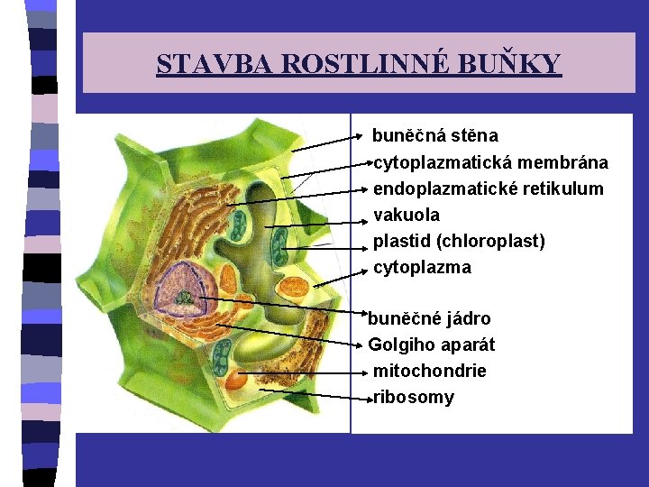 STAVBA ROSTLINNÉ BUŇKY buněčná stěna cytoplazmatická membrána endoplazmatické retikulum vakuola plastid (chloroplast) cytoplazma buněčné