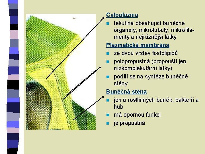 Cytoplazma n tekutina obsahující buněčné organely, mikrotubuly, mikrofilamenty a nejrůznější látky Plazmatická membrána n