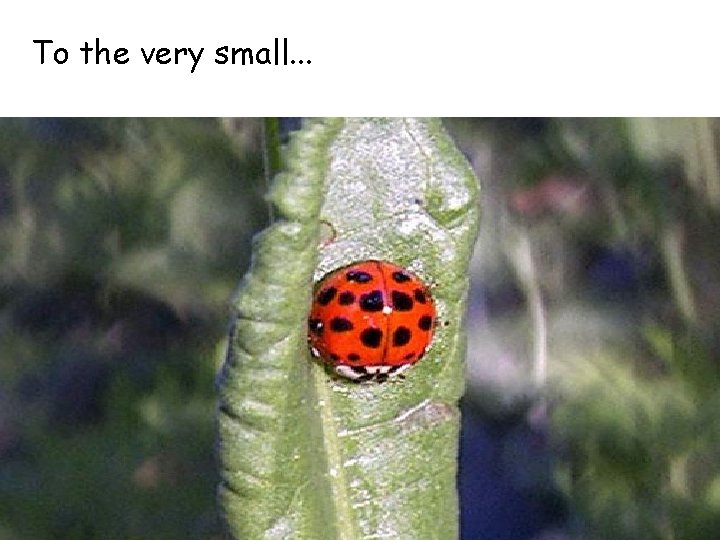 To the very small. . . 