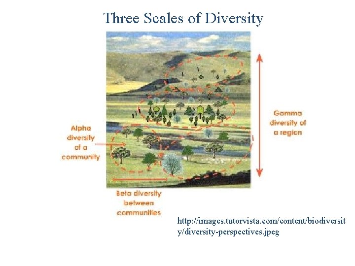 Three Scales of Diversity http: //images. tutorvista. com/content/biodiversit y/diversity-perspectives. jpeg 