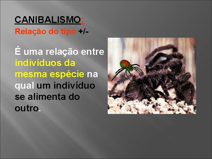 CANIBALISMO: Relação do tipo +/- É uma relação entre indivíduos da mesma espécie na